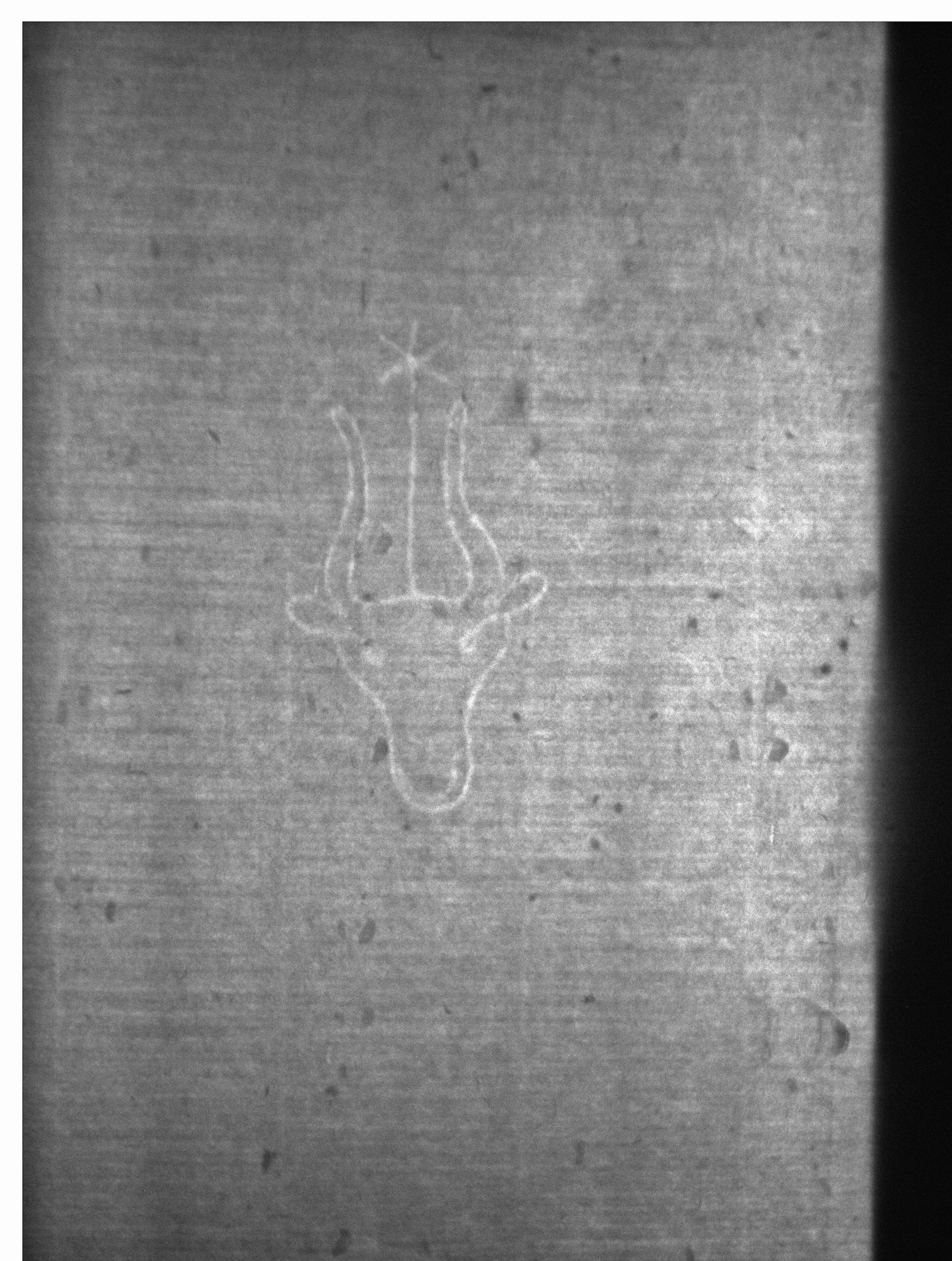 Watermark
