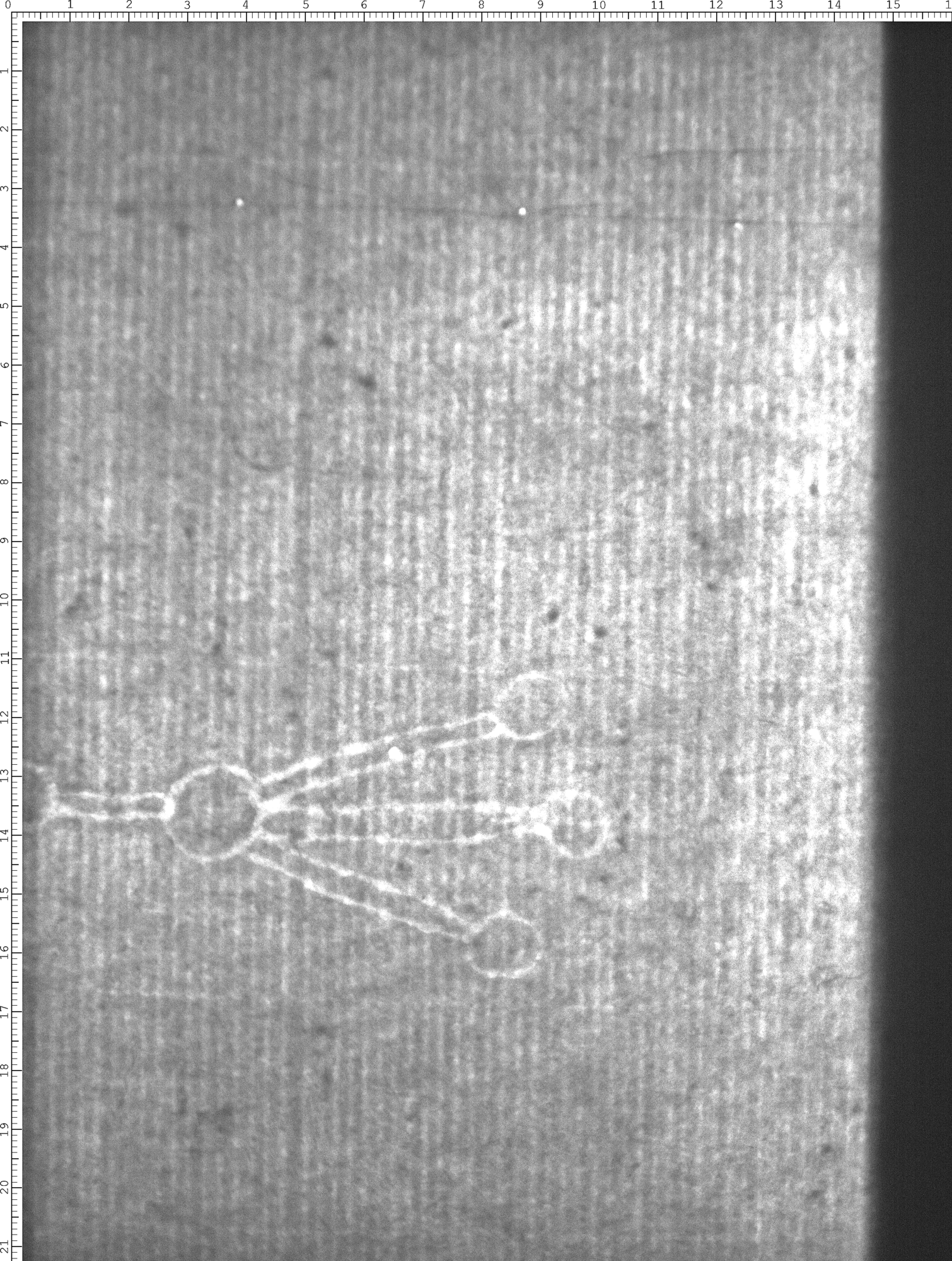 Watermark