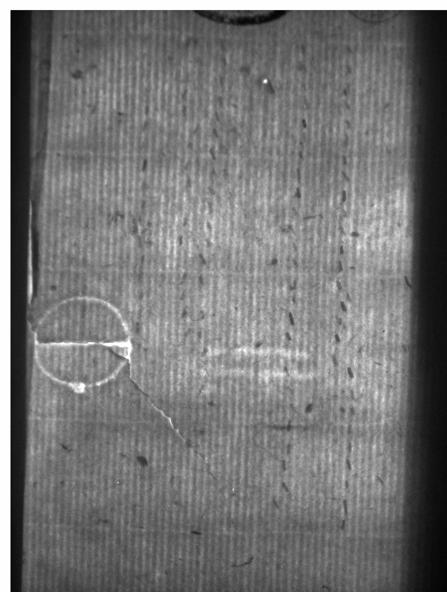Watermark