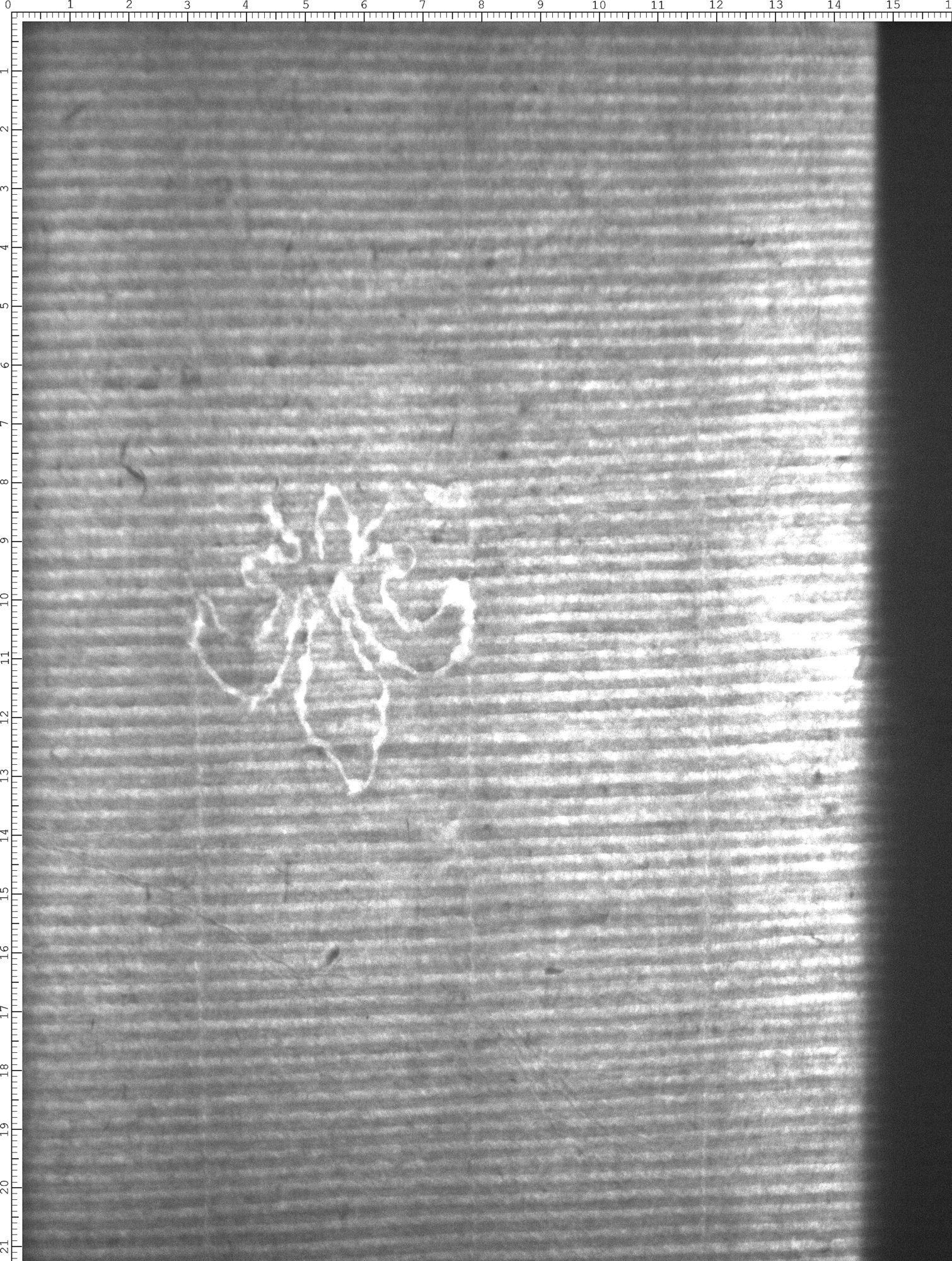 Watermark